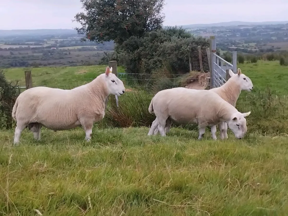 North country cheviot rams - Image 4