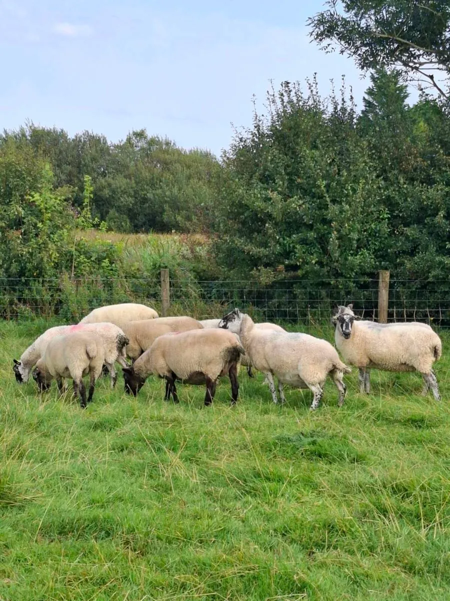 Cull ewes - Image 1