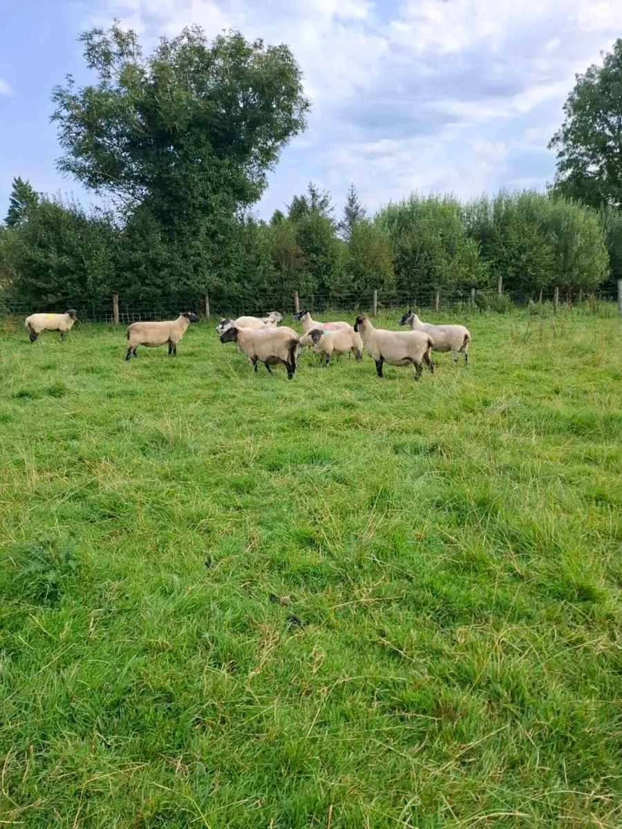 Cull ewes - Image 2