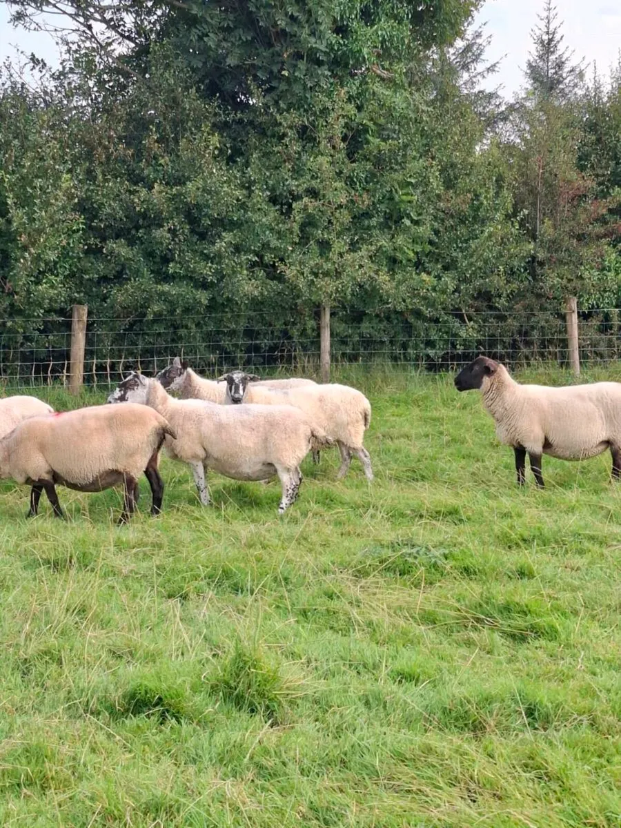 Cull ewes - Image 3
