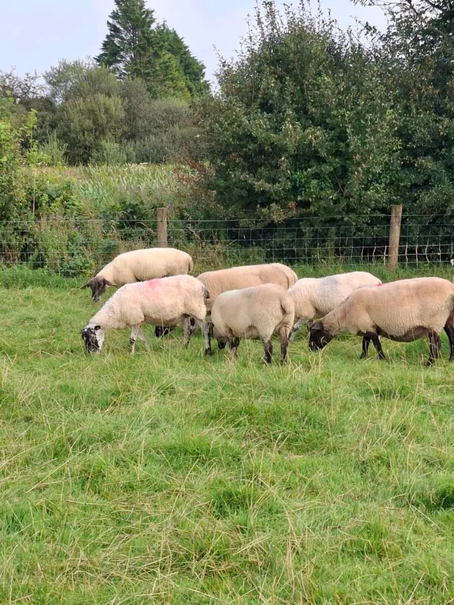 Cull ewes - Image 4
