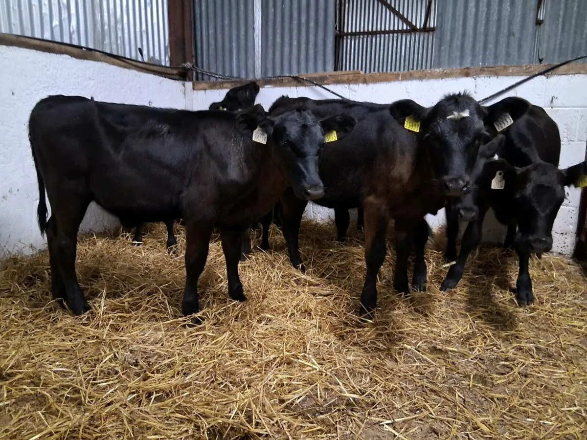 10 Angus Heifer Weanling - Image 1