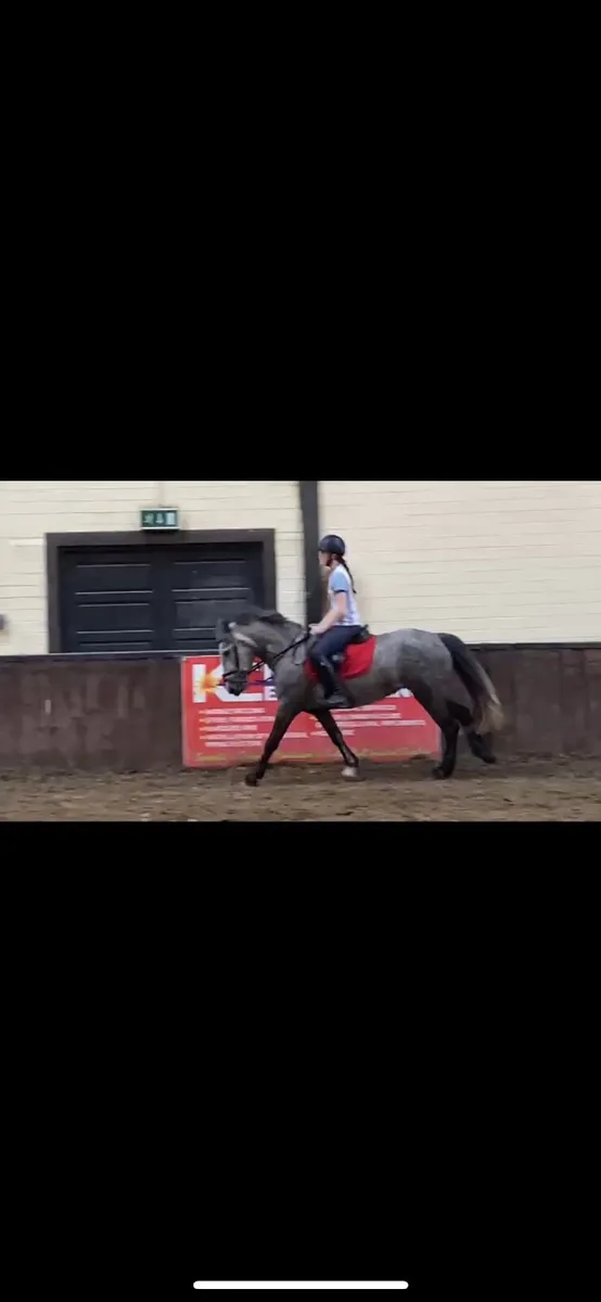 Pony - Image 2
