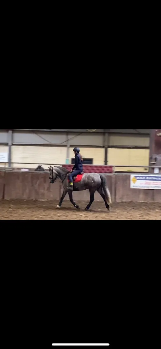 Pony - Image 3