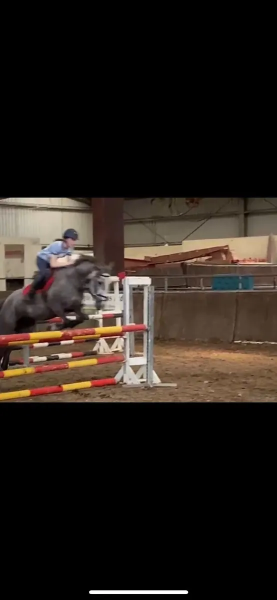 Pony - Image 4