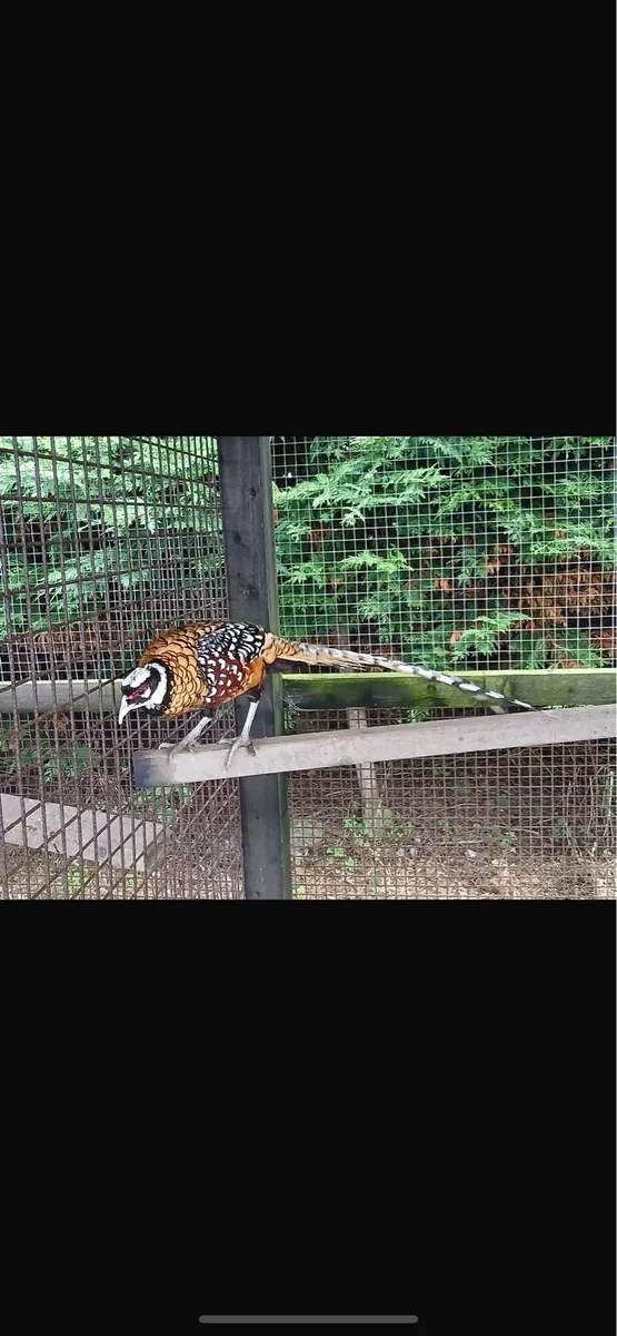 Reeves pheasant - Image 1