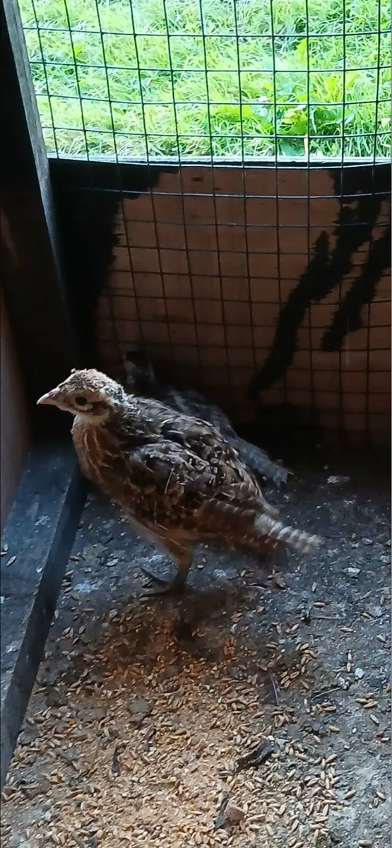Reeves pheasant - Image 2