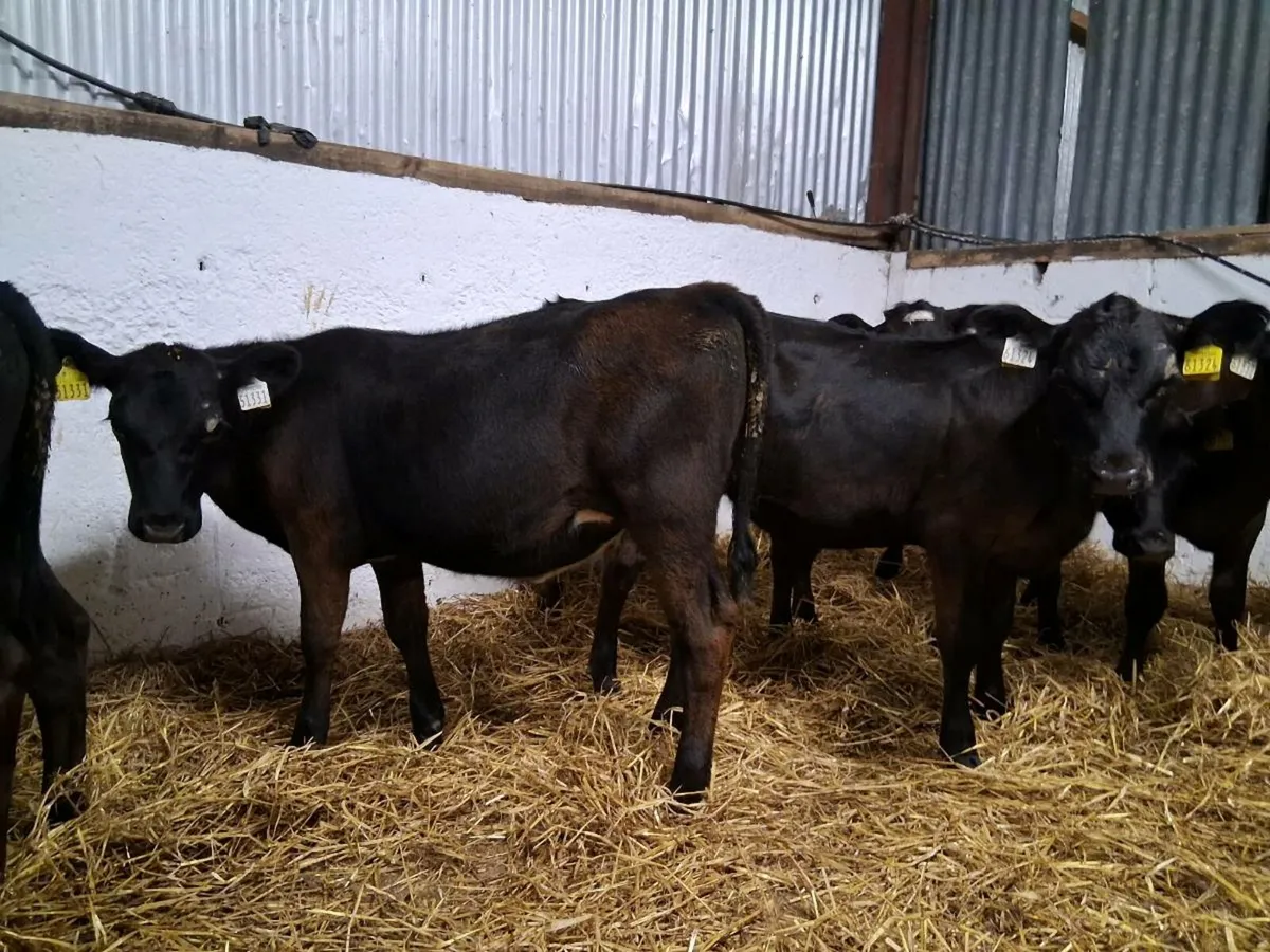 10 Angus Heifer Weanling - Image 2