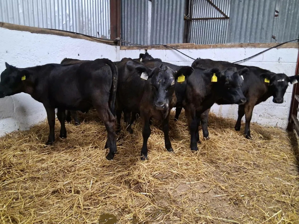 10 Angus Heifer Weanling - Image 3