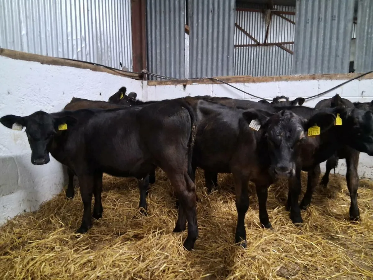 10 Angus Heifer Weanling - Image 4