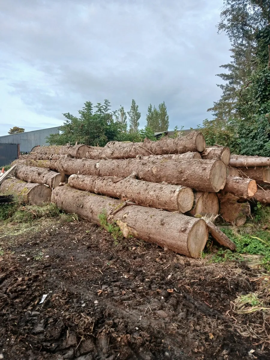 Fire wood.  Timber - Image 2