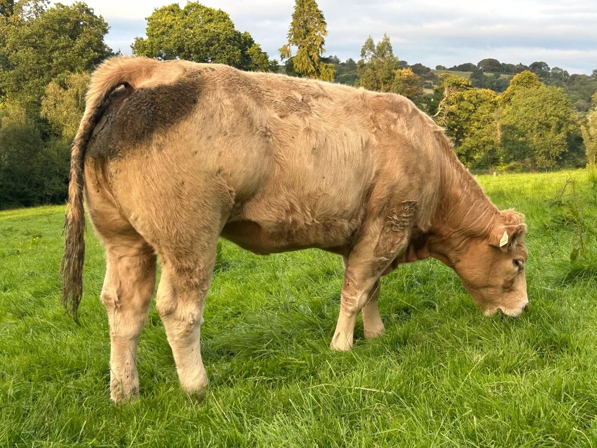 Full Organic suckler bred beef heifers - Image 2