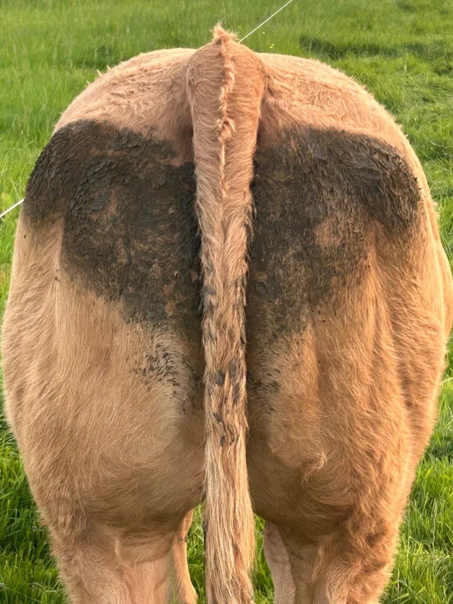 Full Organic suckler bred beef heifers - Image 3