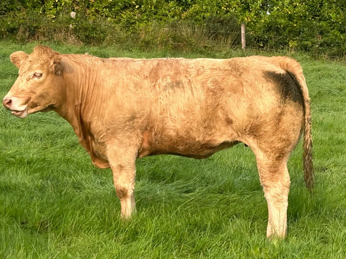 Full Organic suckler bred beef heifers - Image 4
