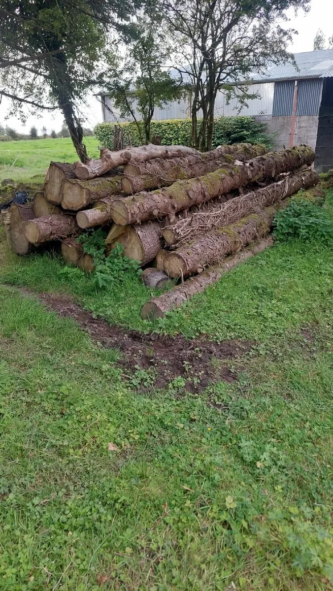 Fire wood.  Timber - Image 4