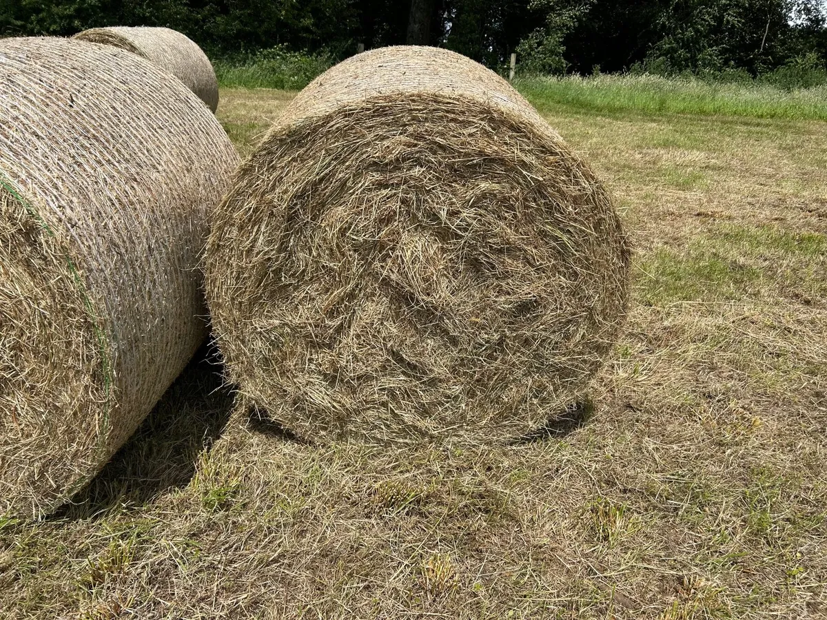 Organic hay (heifers gone) - Image 3