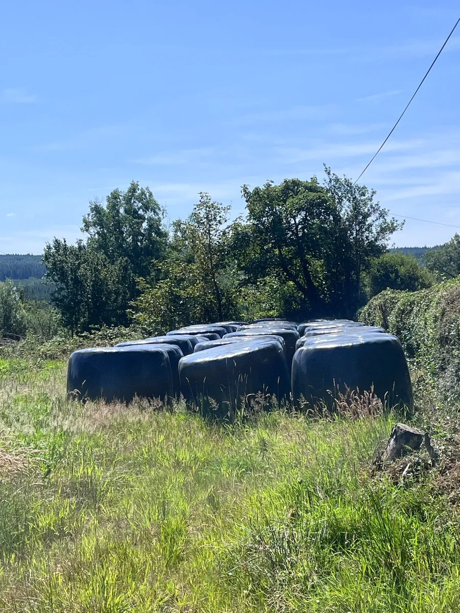 Round bales 2024