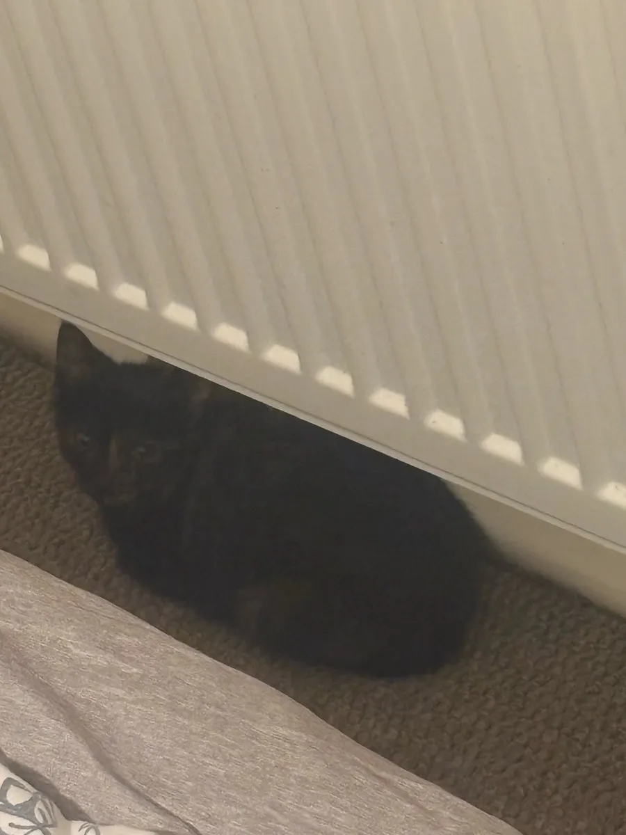 kitten for sale. - Image 2