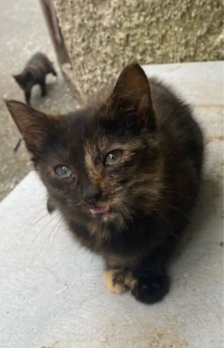 kitten for sale. - Image 1