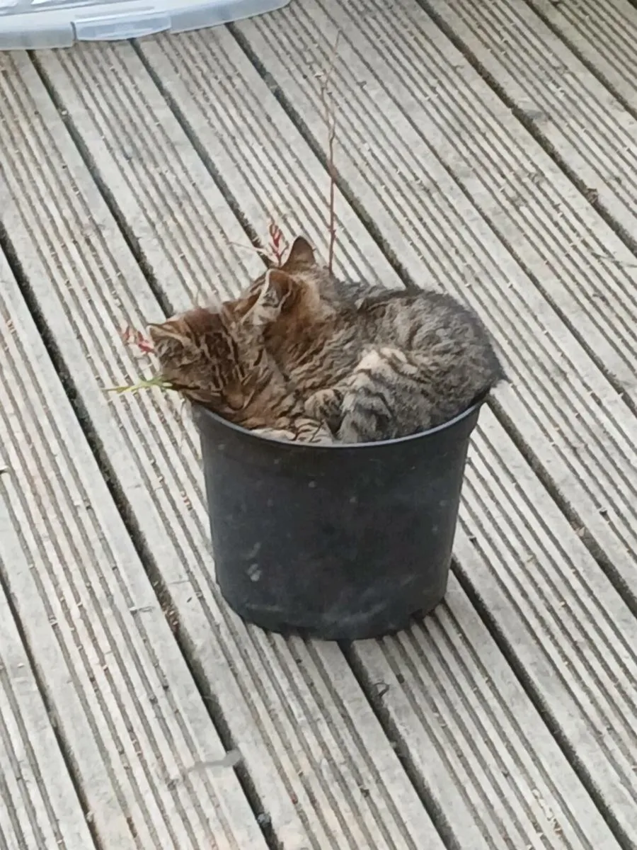 Kittens - Image 1