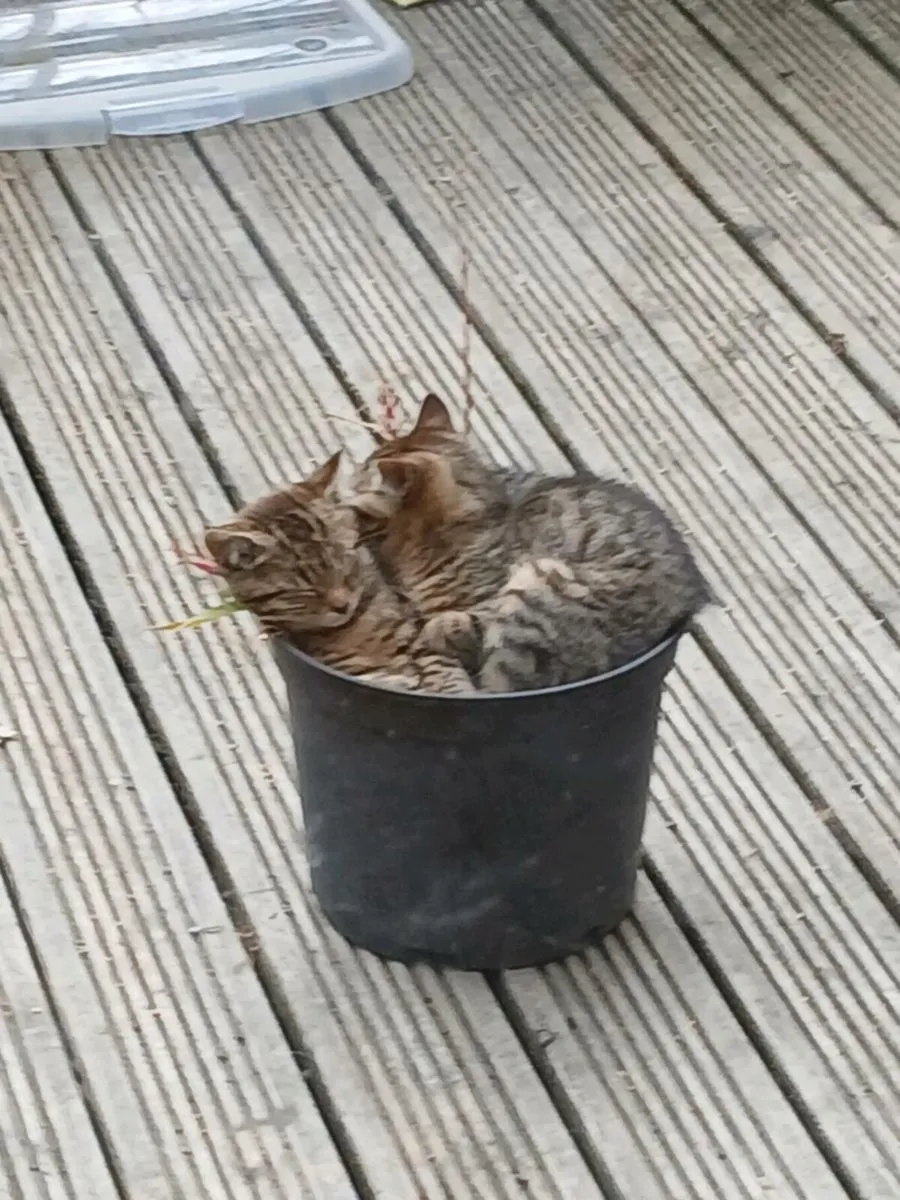 Kittens - Image 2