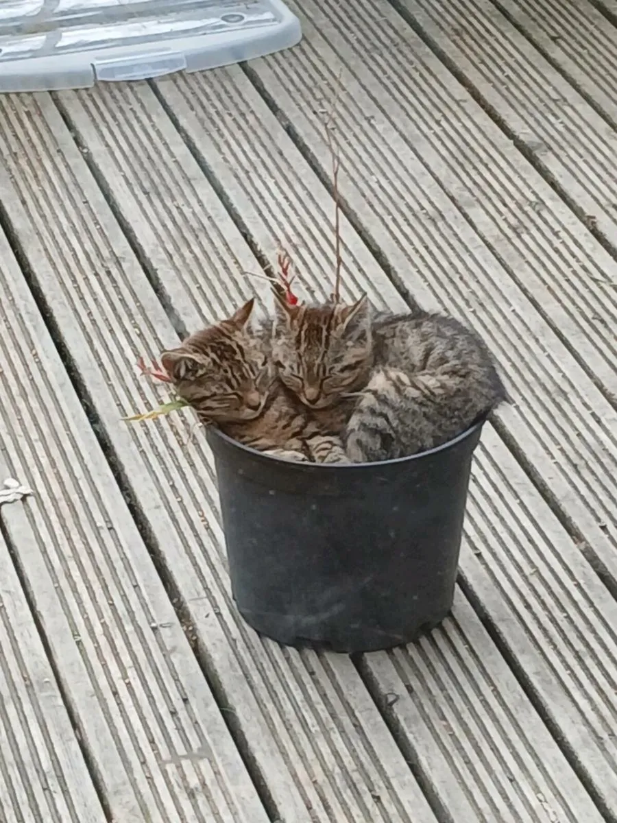 Kittens - Image 3