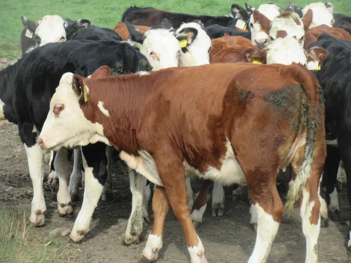 27 nice quality hereford heifers   270kg - Image 2