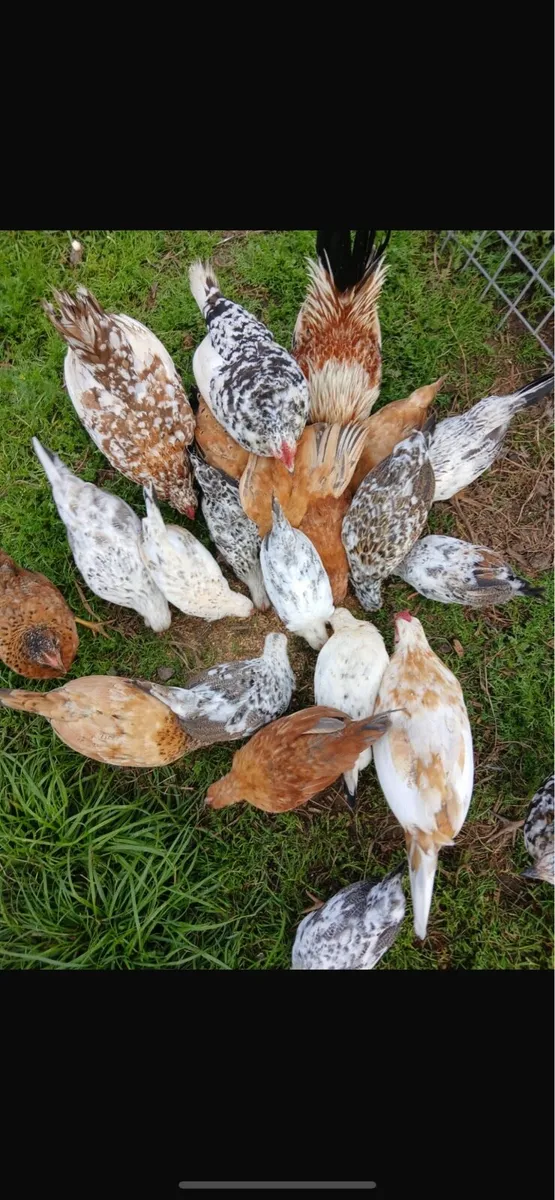 Bantam hens