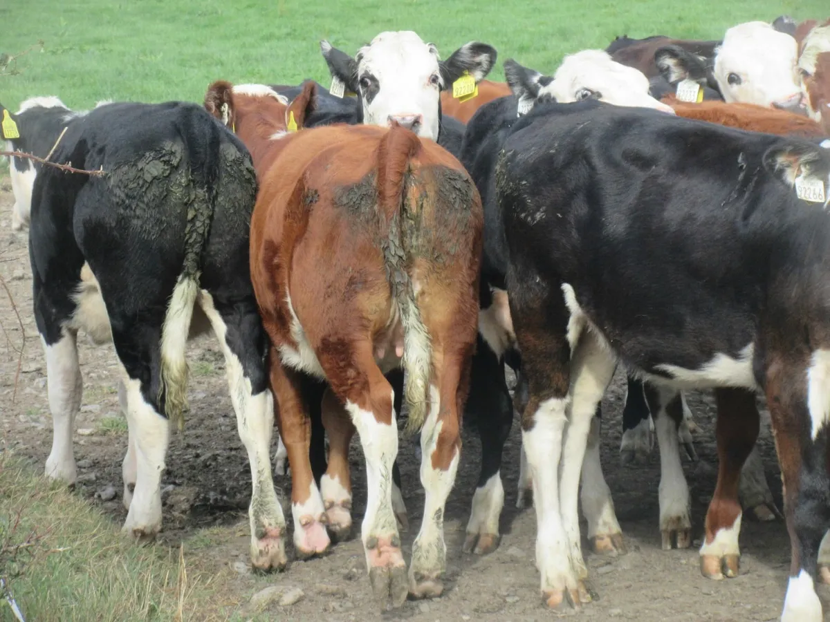 27 nice quality hereford heifers   270kg - Image 3