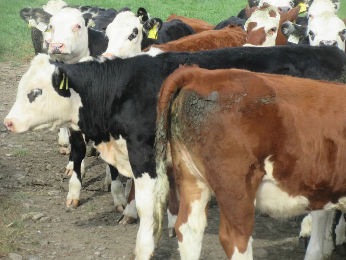 27 nice quality hereford heifers   270kg - Image 4