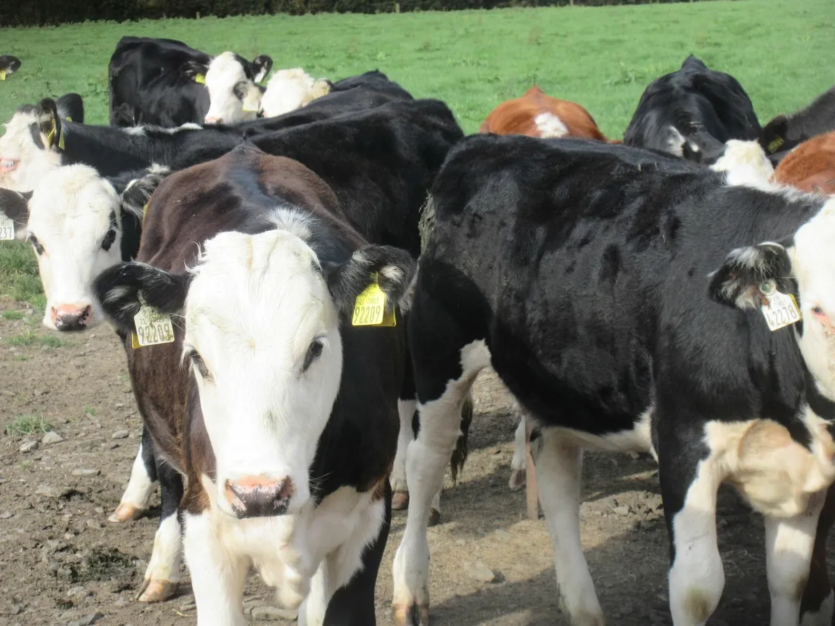 27 nice quality hereford heifers   270kg - Image 1