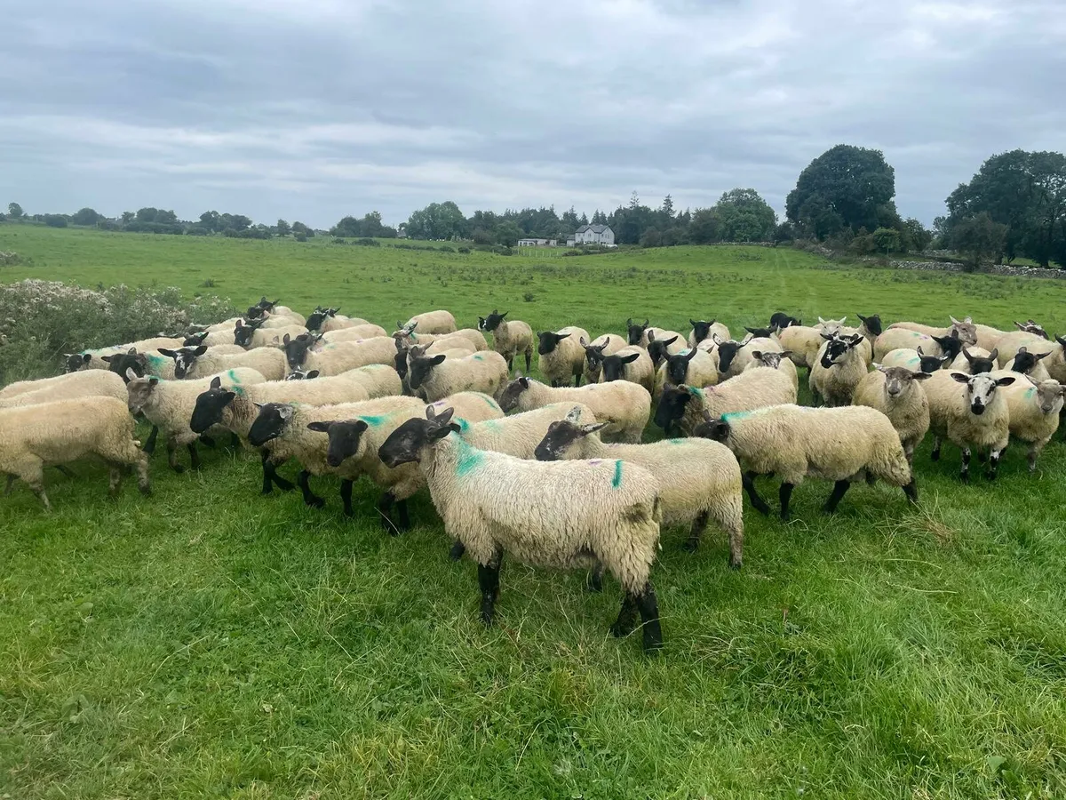 Weather lambs - Image 1