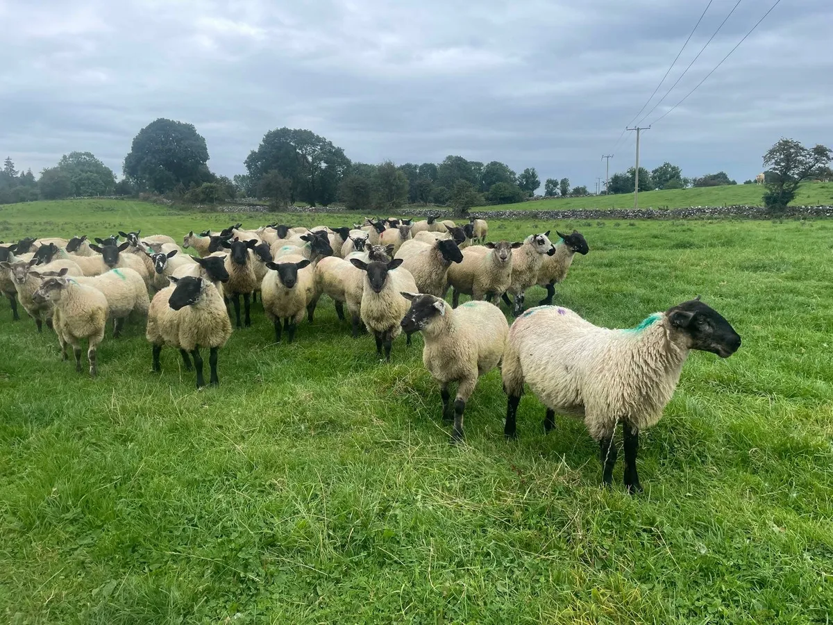 Weather lambs - Image 2