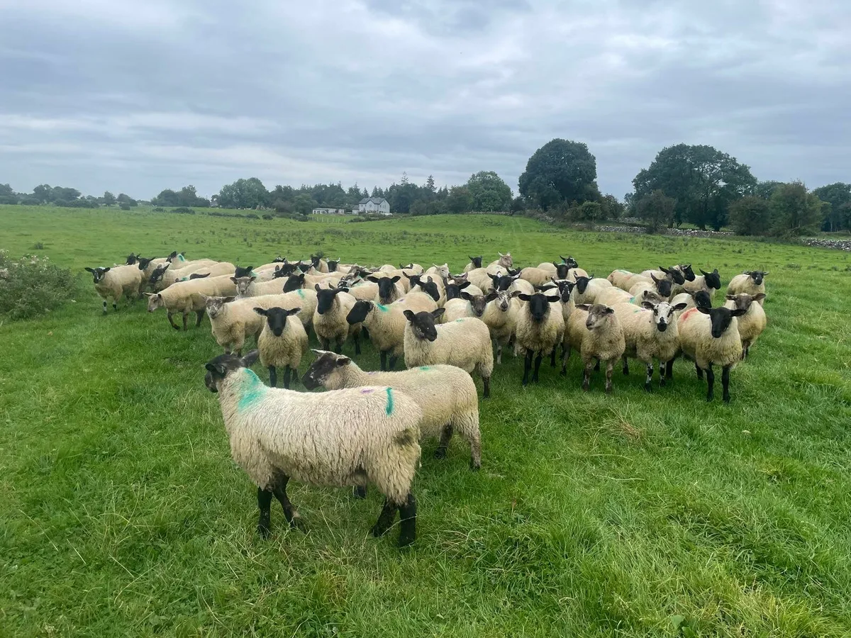 Weather lambs - Image 3