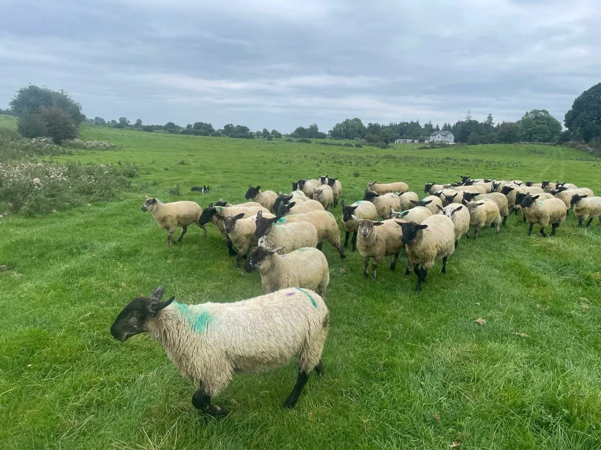 Weather lambs - Image 4