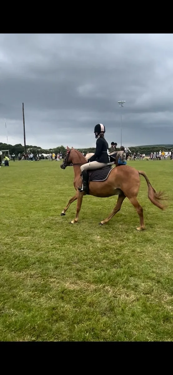 pony - Image 1