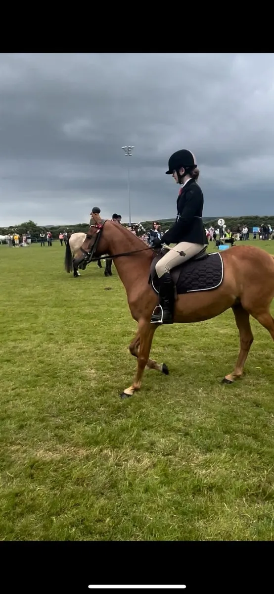 pony - Image 2