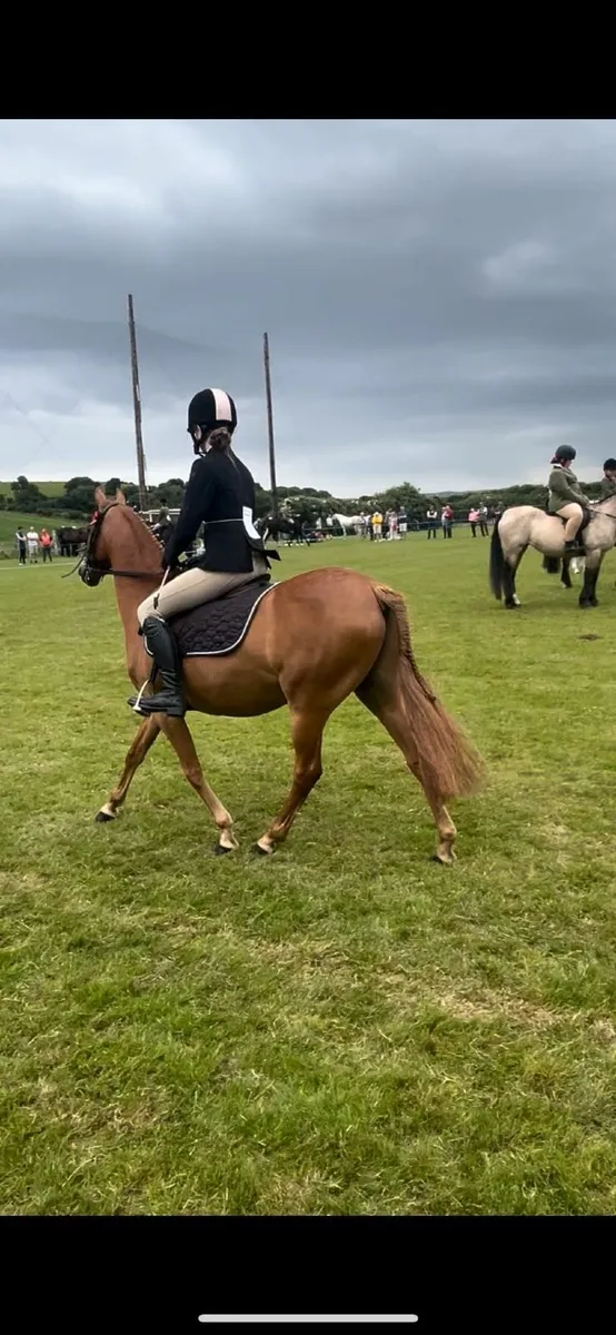 pony - Image 4