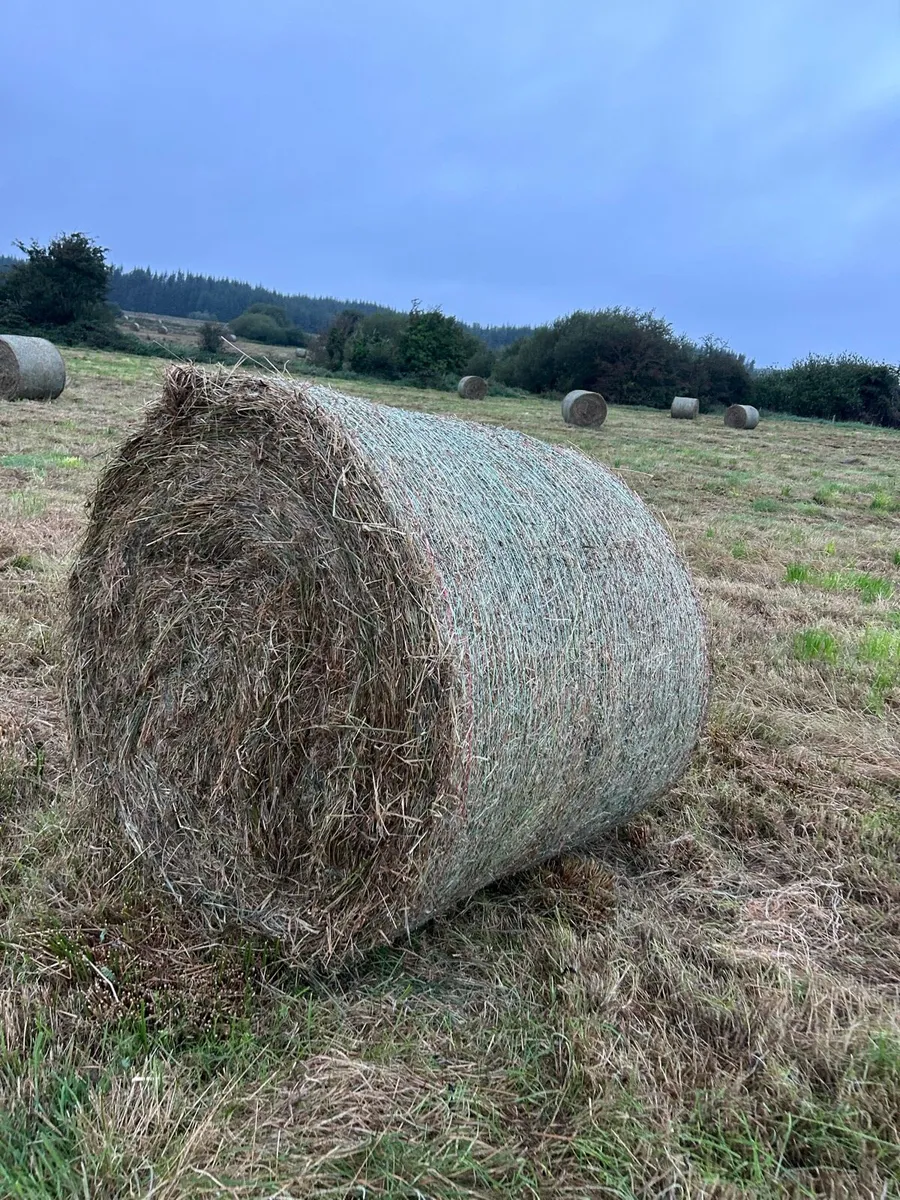 Hay + Rushes
