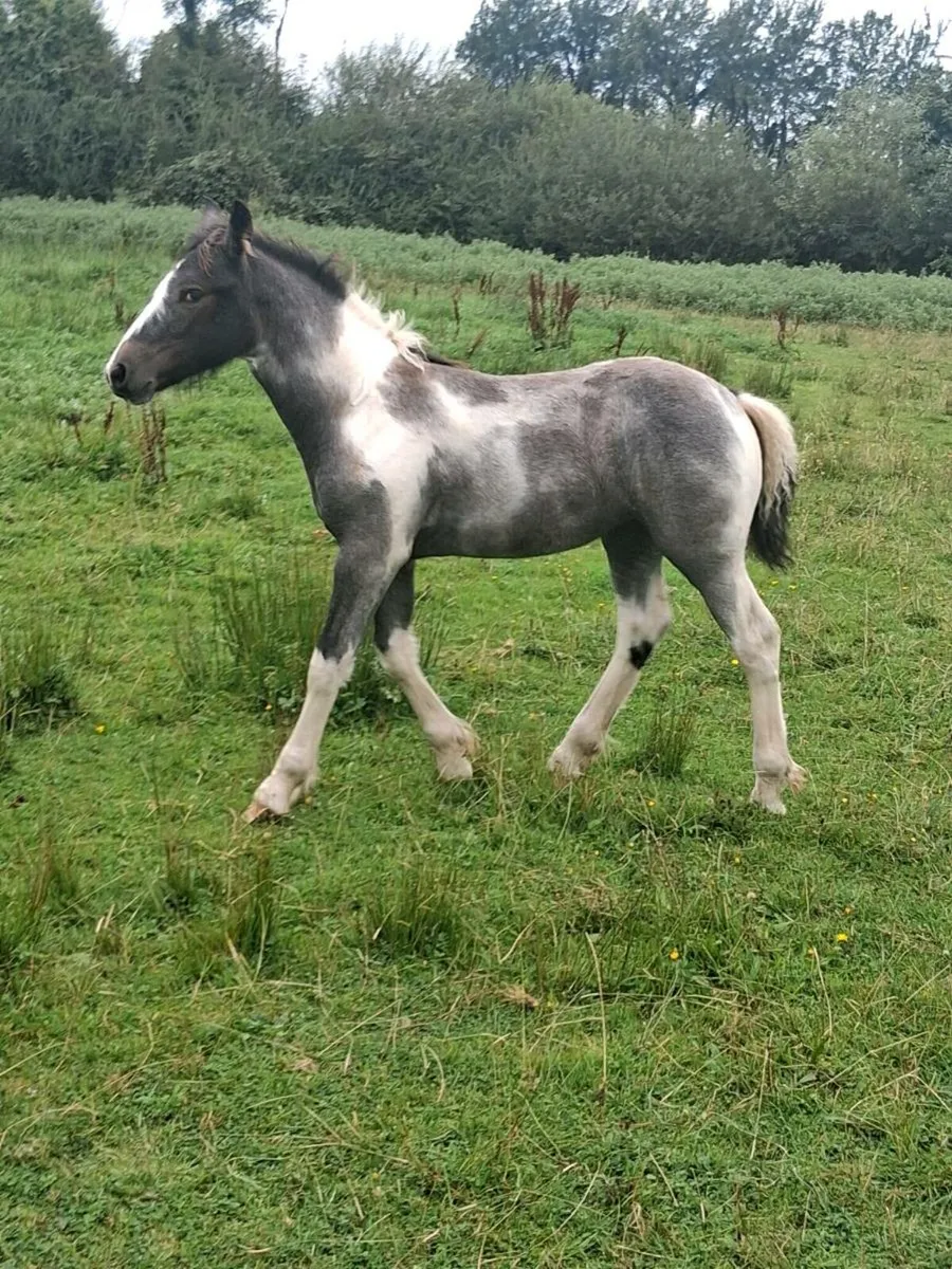 Beautiful blue & white filly foal