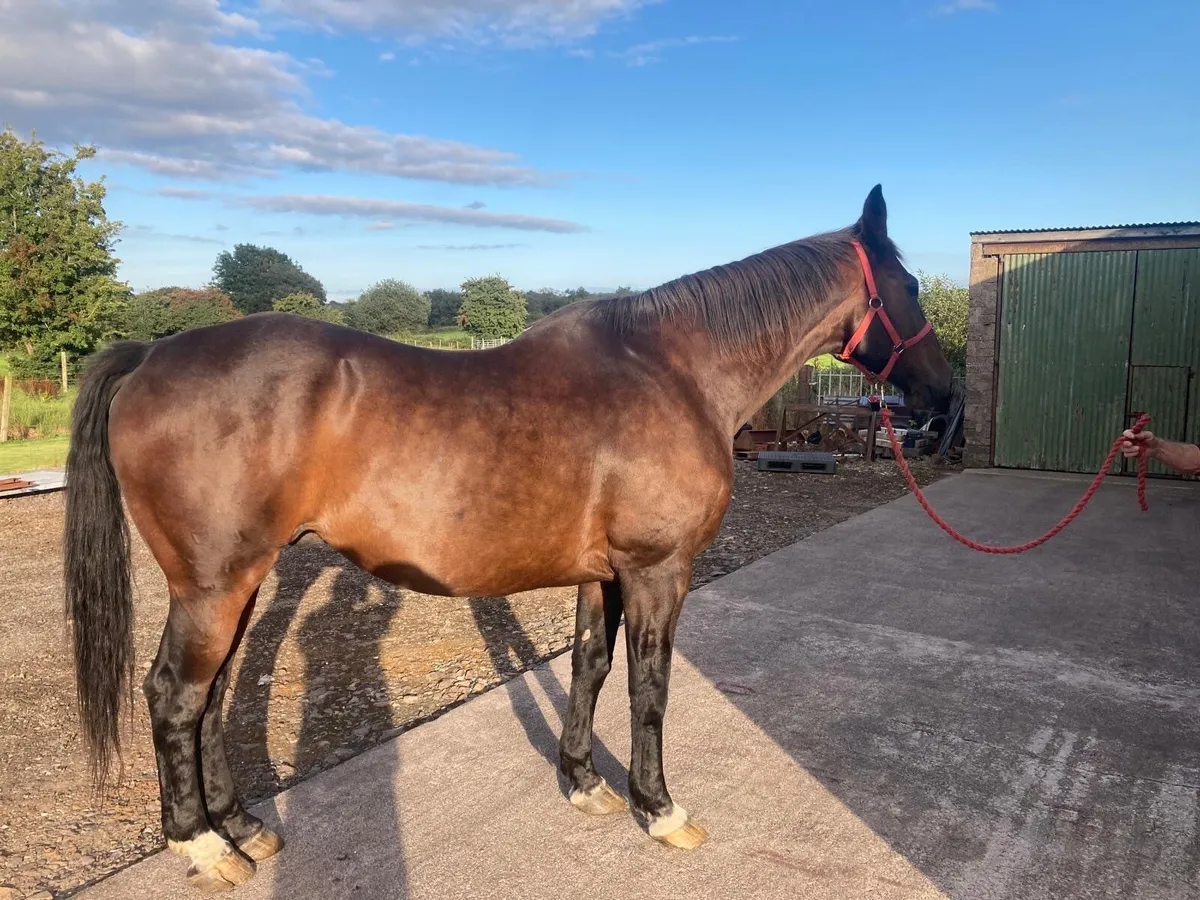 Gelding for sale - Image 1