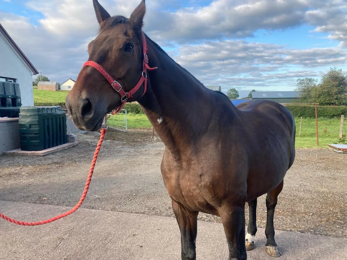 Gelding for sale - Image 2