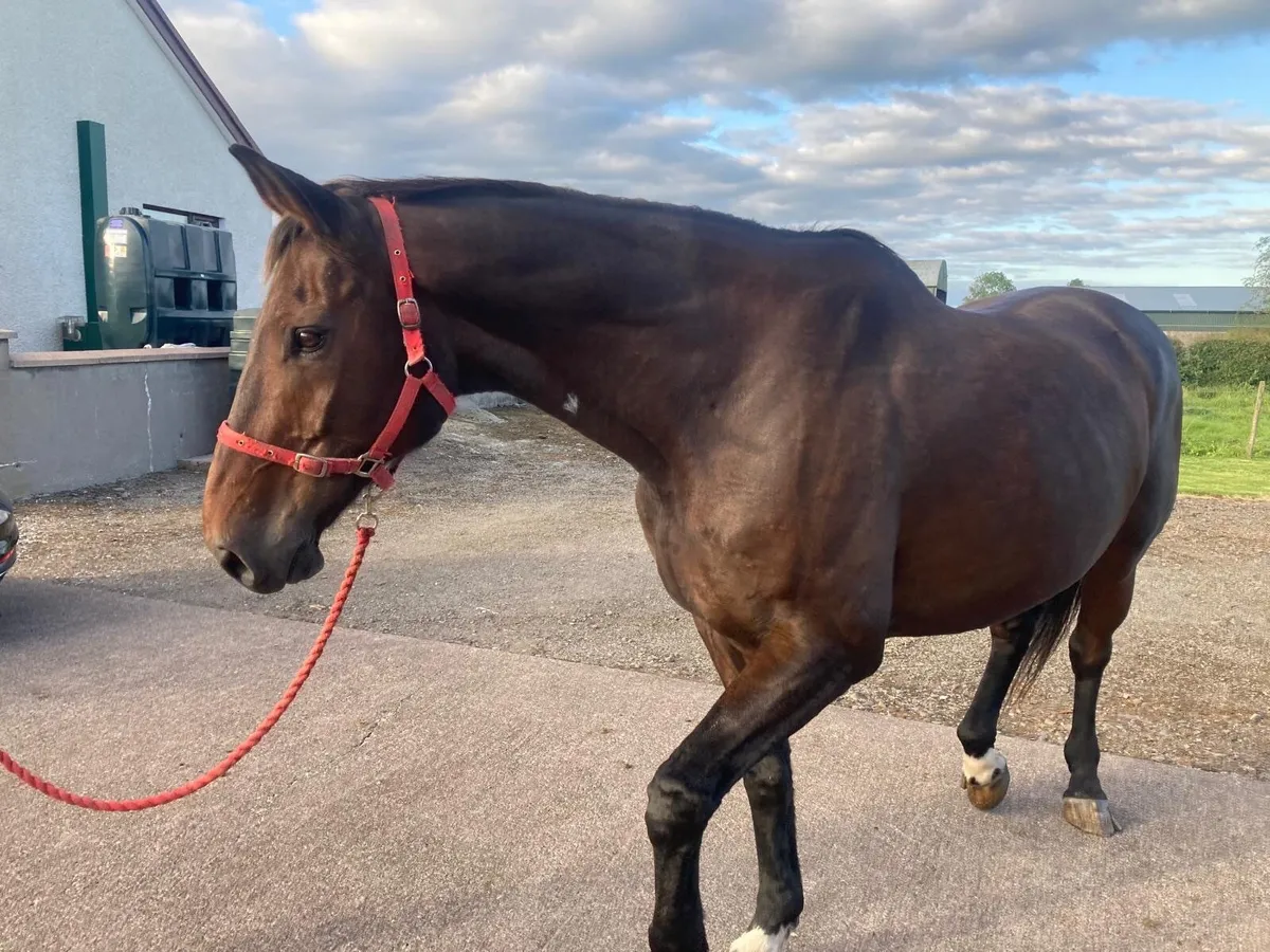Gelding for sale - Image 3
