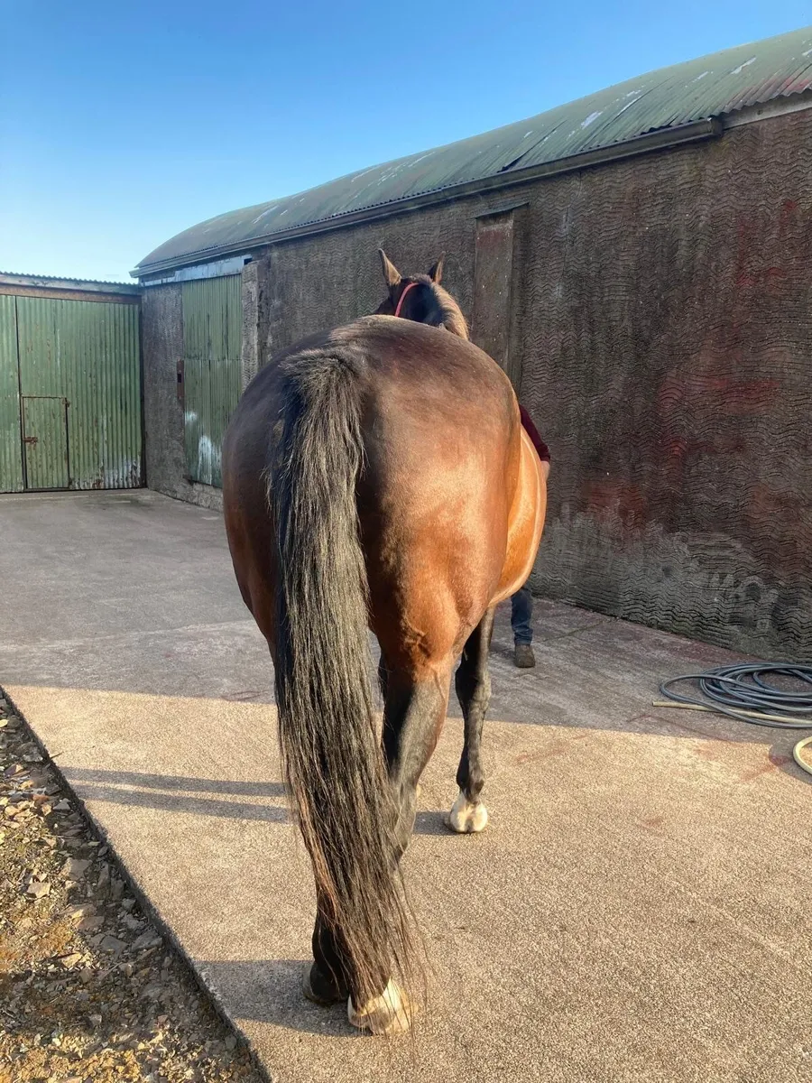 Gelding for sale - Image 4