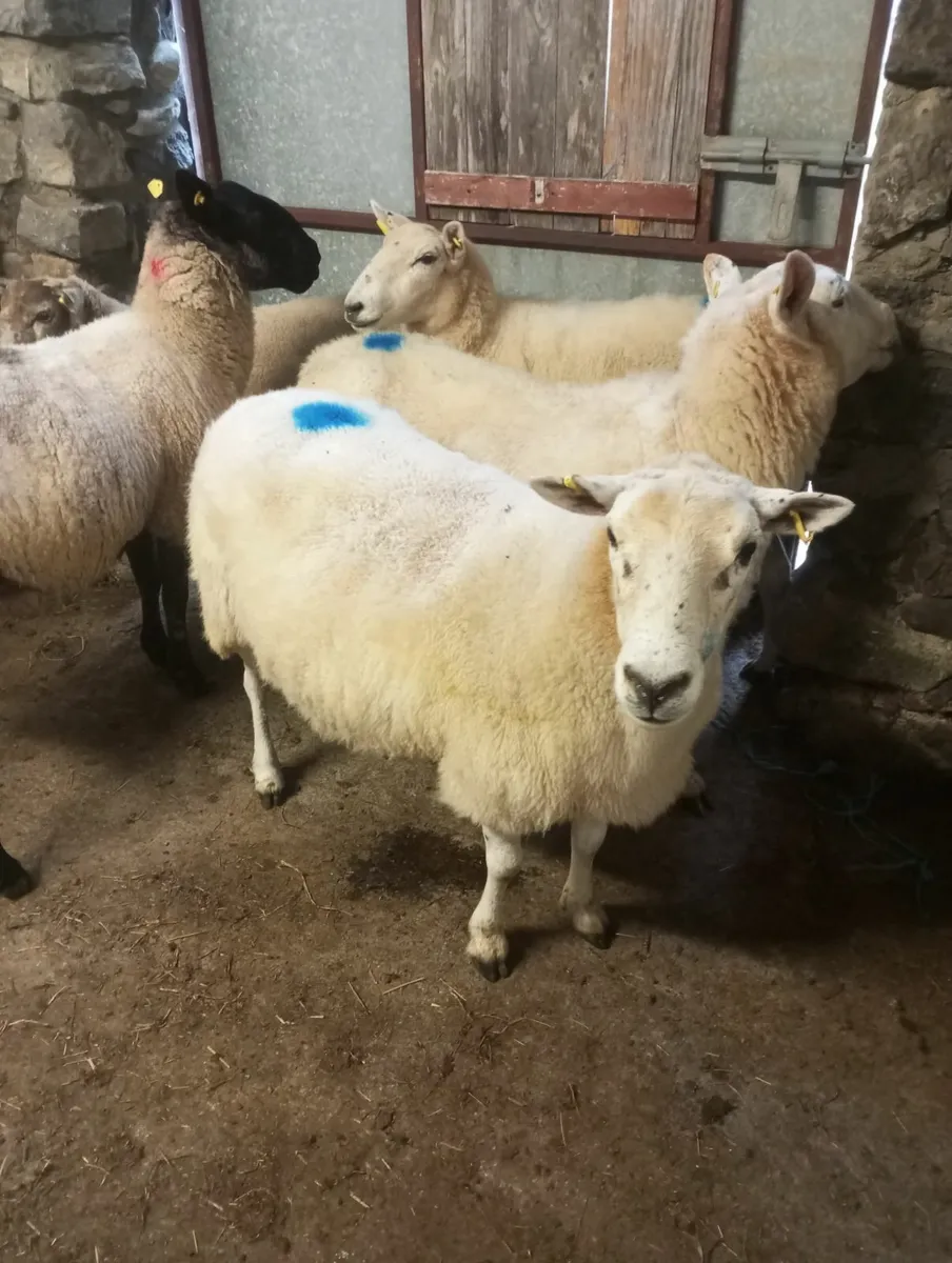 Ewes - Image 1