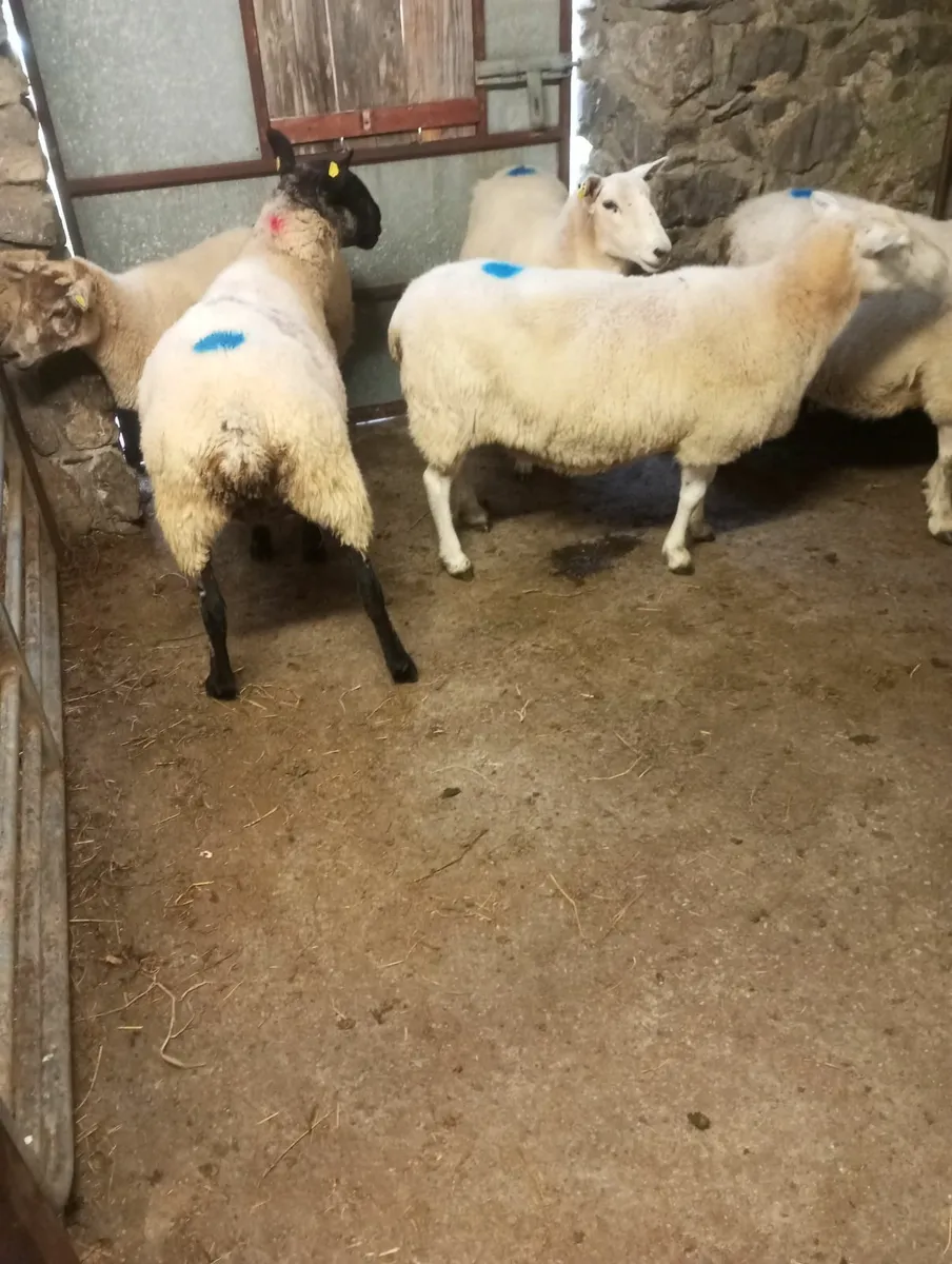 Ewes - Image 2