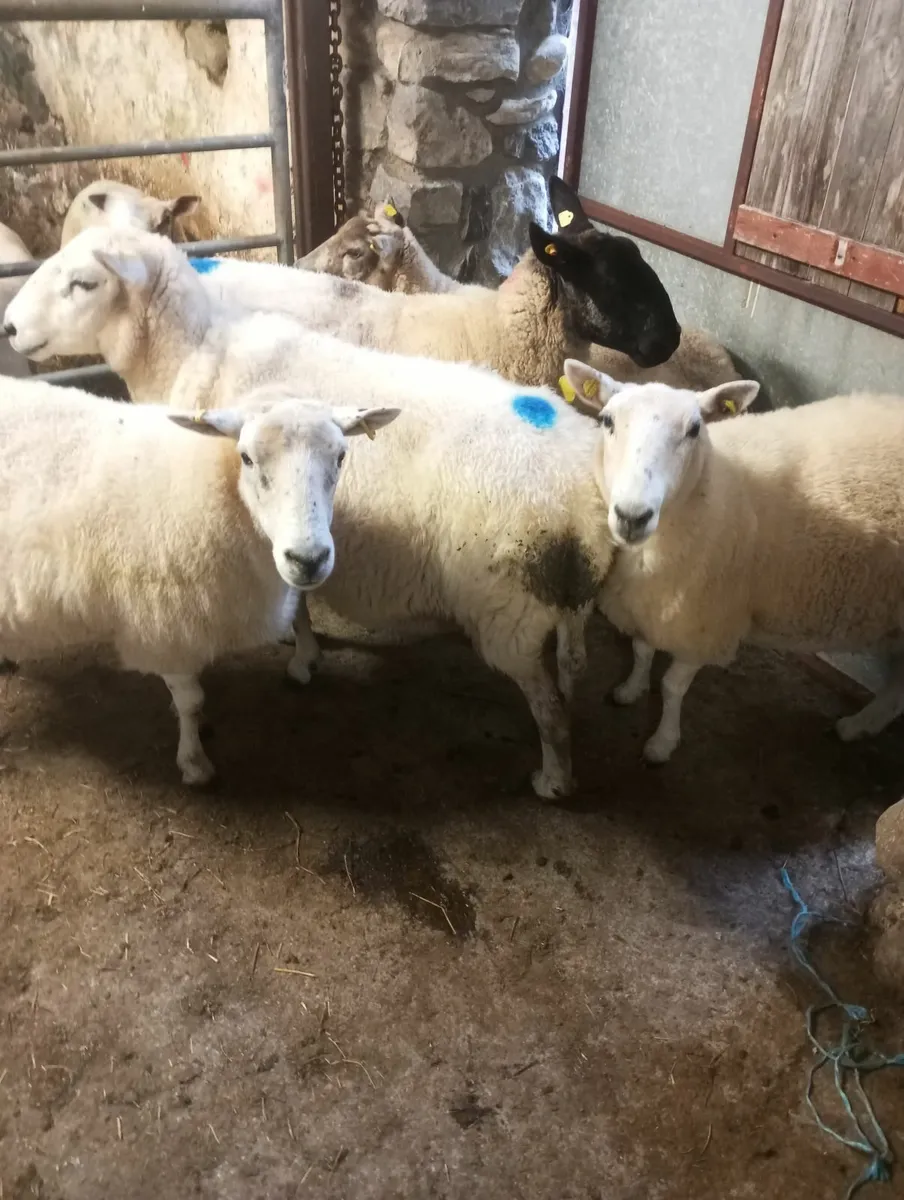 Ewes - Image 3