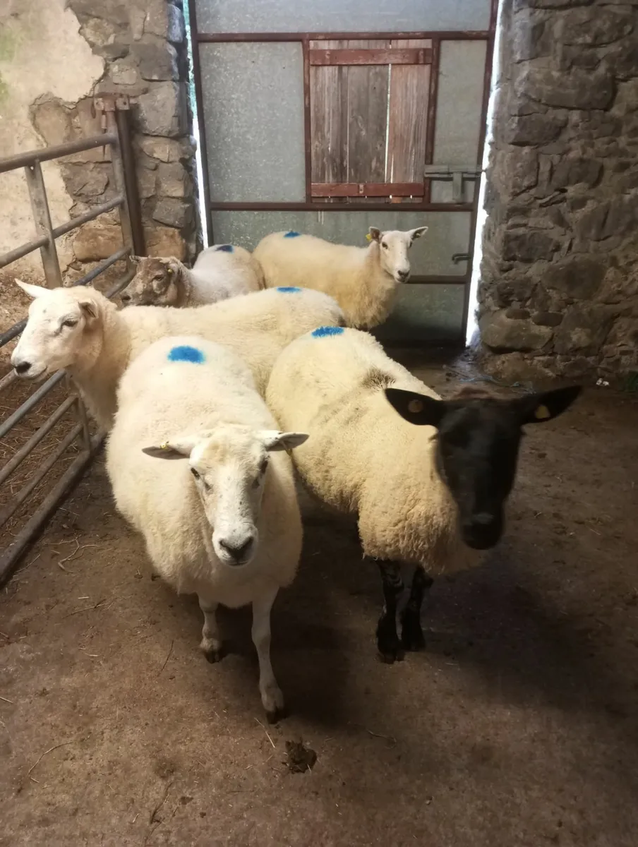 Ewes - Image 4
