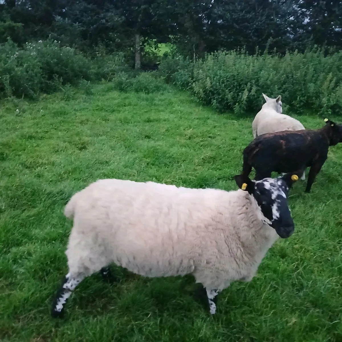 4 Hogget rams - Image 1