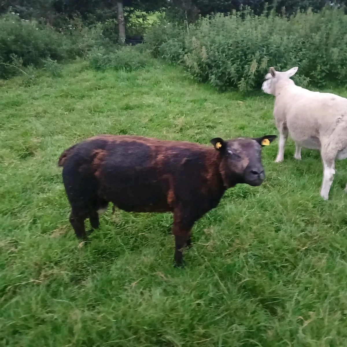 4 Hogget rams - Image 2
